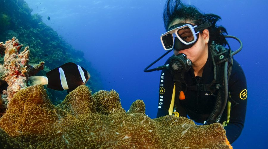plongée sous-marine philippines