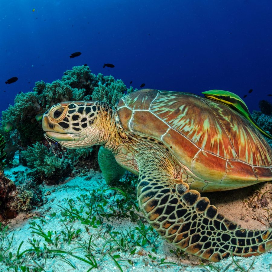 tortue de mer aux Philippines plongée sous-marine à Bohol
