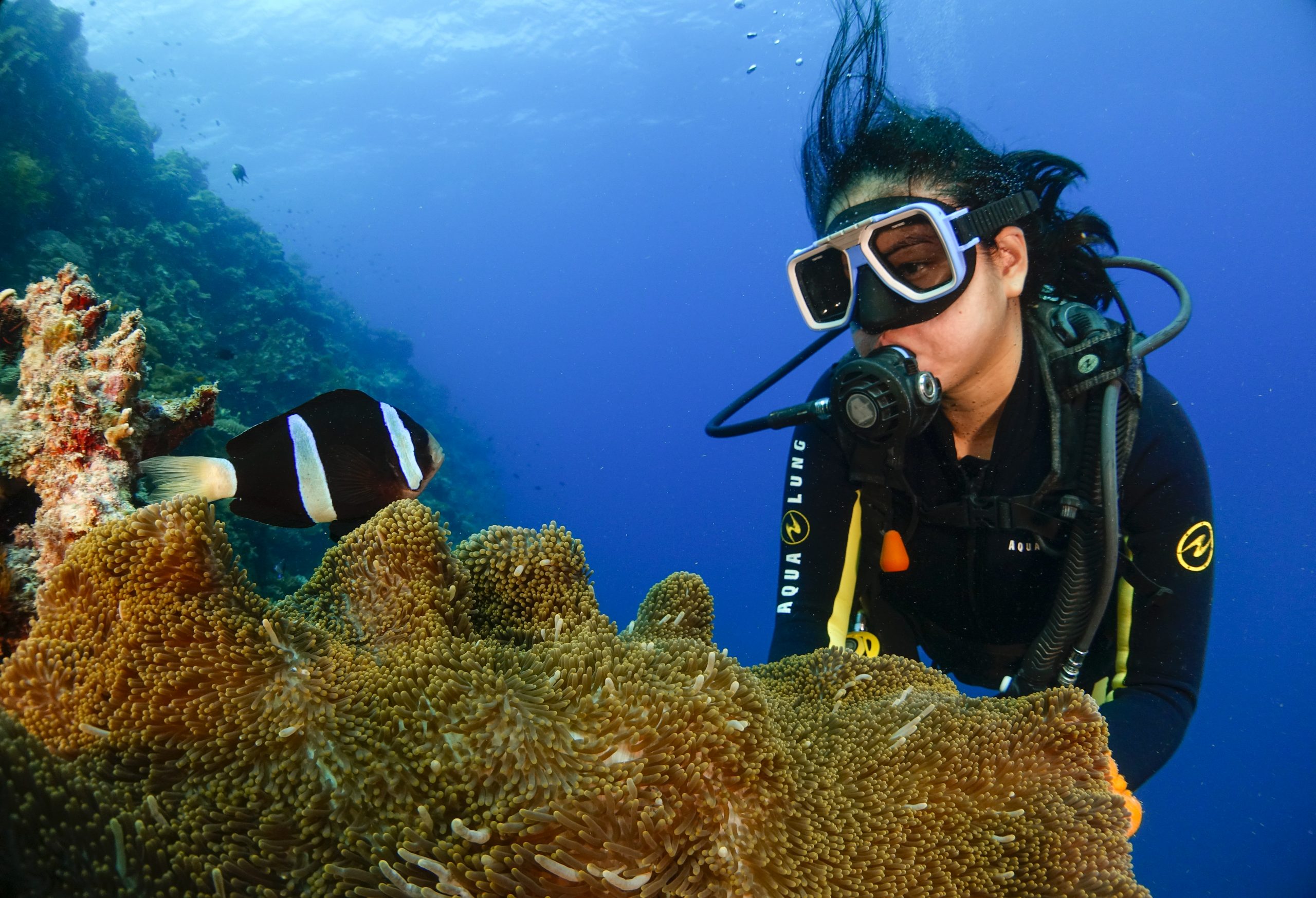 bohol divers discover scuba dive