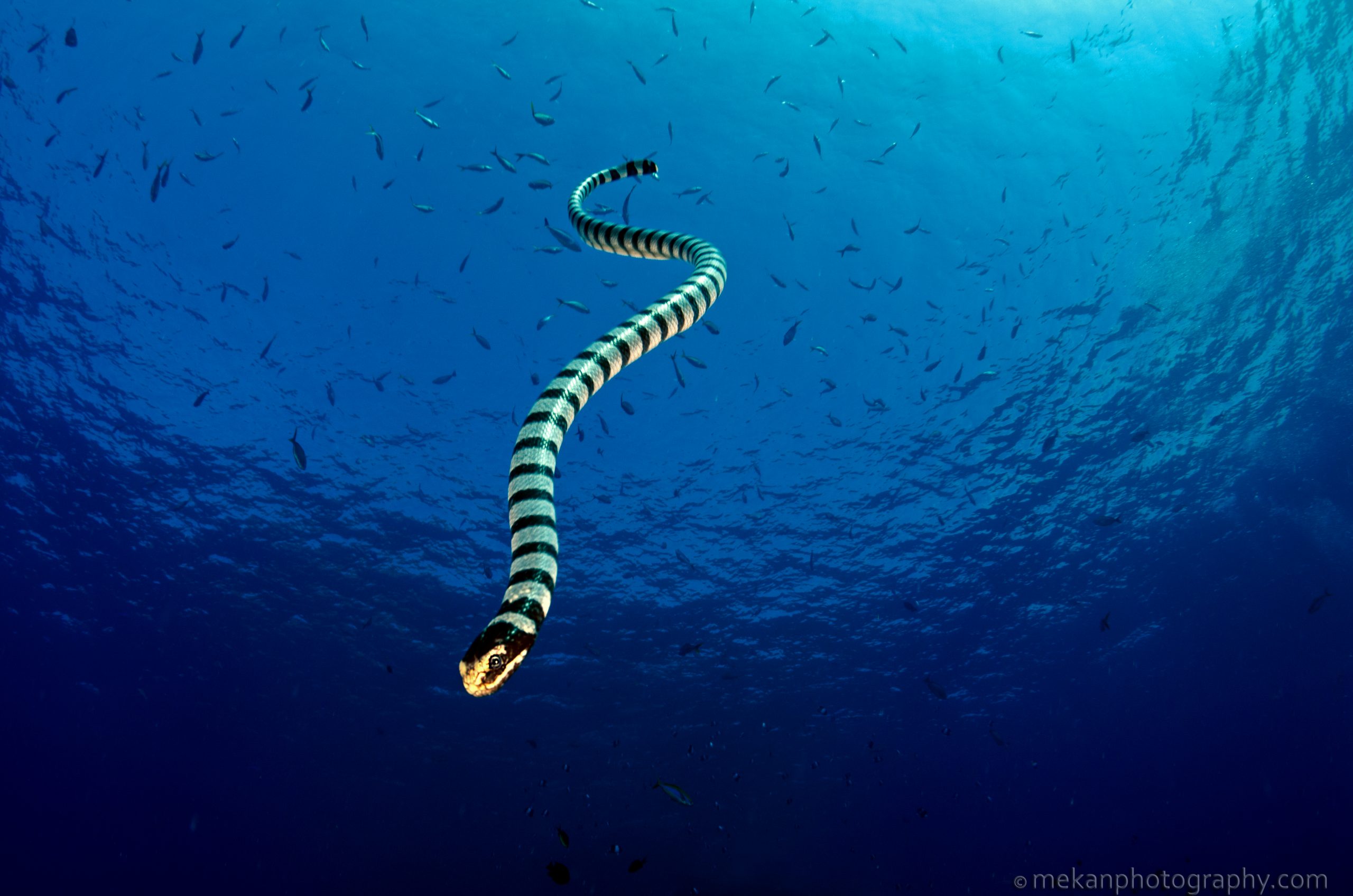 snake island scuba diving PH